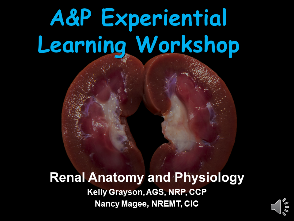 Renal Anatomy and Physiology
